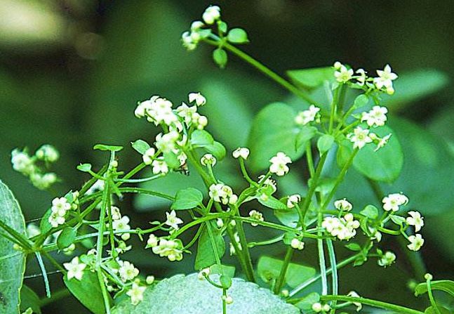 茜草最新价格与市场趋势解析