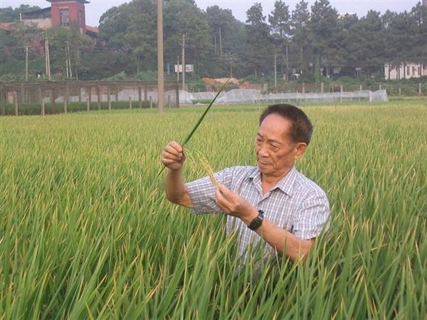 最新杂交水稻技术，重塑全球粮食安全的希望之星