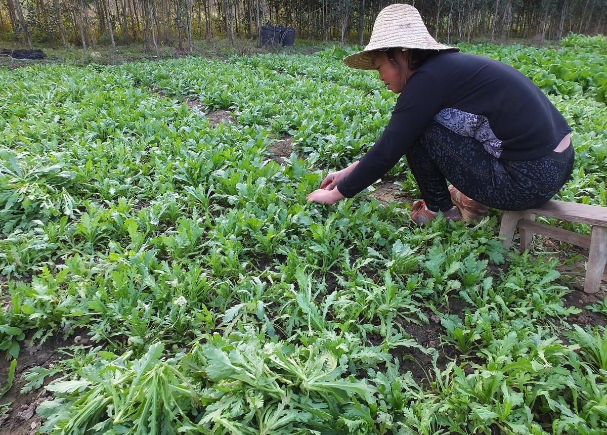 茼蒿价格最新动态，市场行情分析